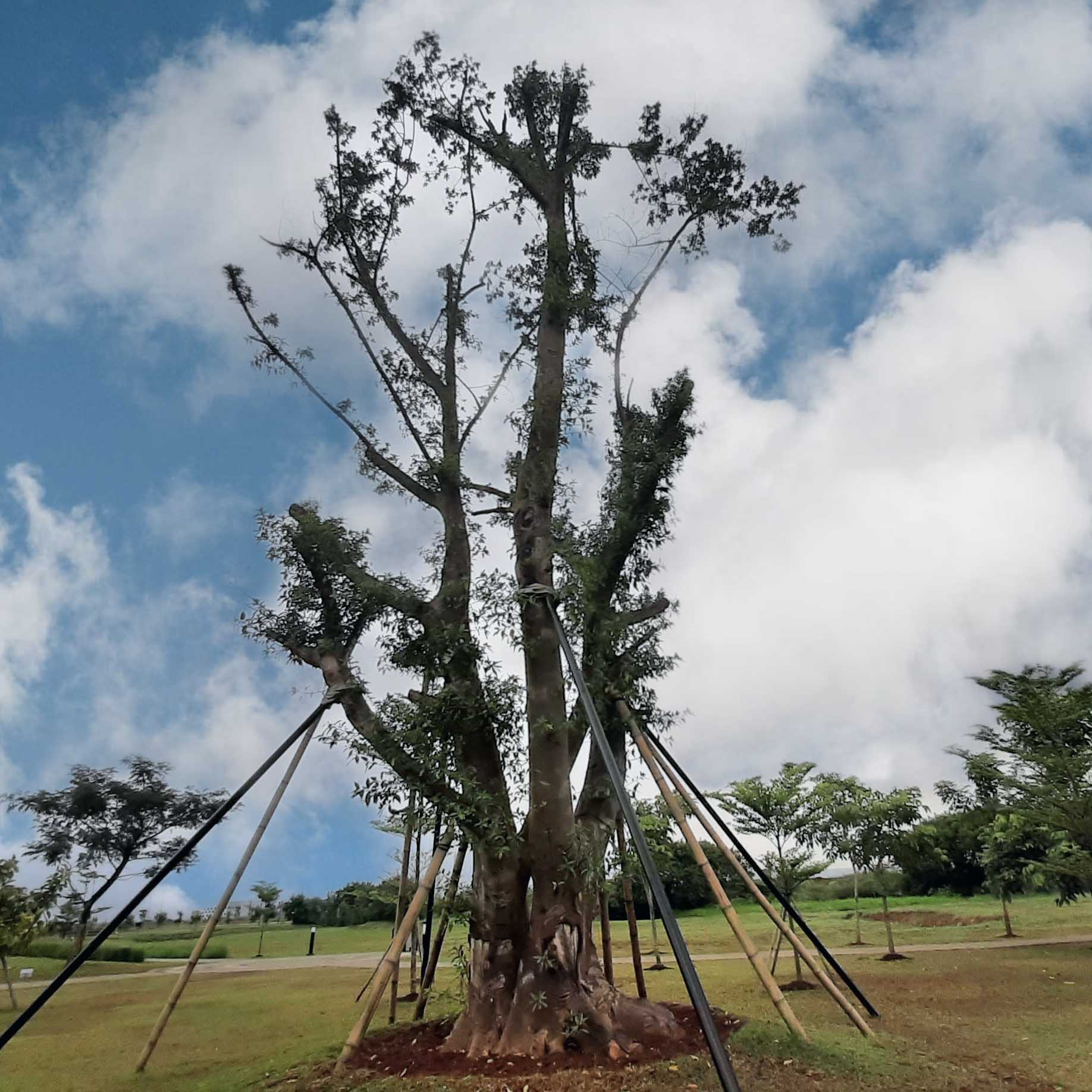 Pohon Ara